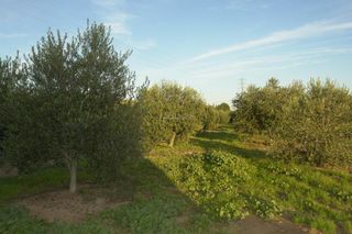 Finca rústica en Vinyols i els Arcs. Finca de 1362 ha con 120 olivos nuevos y con alta producción en Finca rústica en Vinyols i els Arcs. Finca de 1362 ha con 120 olivos nuevos y con alta producción en