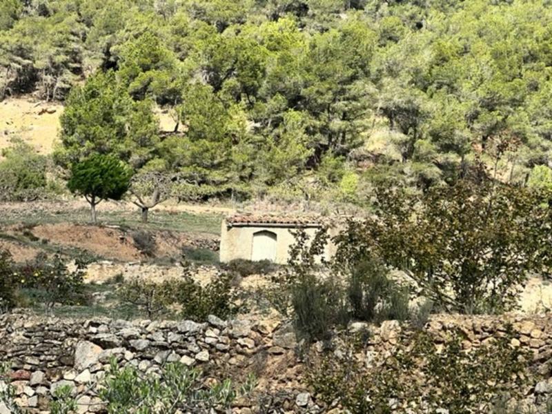 Foto 41b7cb55-4cd7-4313-a8dd-ad2957c7c38c. Landgut in Cabra del Camp Foto 41b7cb55-4cd7-4313-a8dd-ad2957c7c38c. Landgut in Cabra del Camp