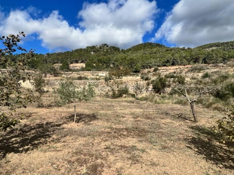 Foto 4fccca83-8c5d-439c-bafc-51726b9bccc7. Landgut in Cabra del Camp Foto 4fccca83-8c5d-439c-bafc-51726b9bccc7. Landgut in Cabra del Camp