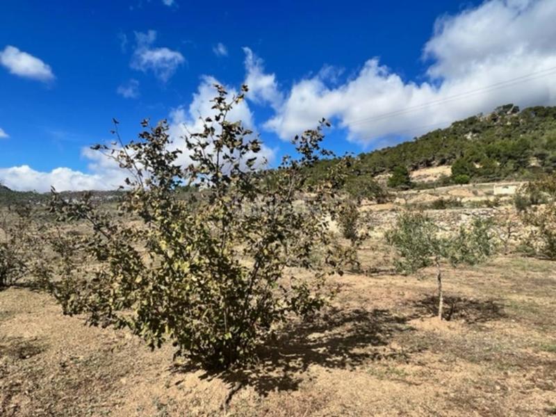 Foto 57e86d99-5666-4092-b344-849138b8bede. Landgut in Cabra del Camp Foto 57e86d99-5666-4092-b344-849138b8bede. Landgut in Cabra del Camp