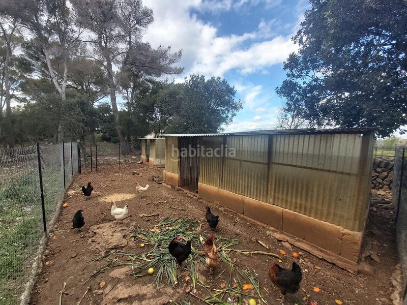 Foto e99bfd5e-274f-4670-a26b-2352df2d23a2. Masia amb aparcament piscina a Son Servera poble Son Servera Foto e99bfd5e-274f-4670-a26b-2352df2d23a2. Masia amb aparcament piscina a Son Servera poble Son Servera