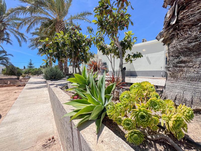 Foto 70d51a2e-1169-4064-ad1c-0ab240dc5a38. Xalet amb calefacció aparcament piscina a El Altet Elche / Elx Foto 70d51a2e-1169-4064-ad1c-0ab240dc5a38. Xalet amb calefacció aparcament piscina a El Altet Elche / Elx