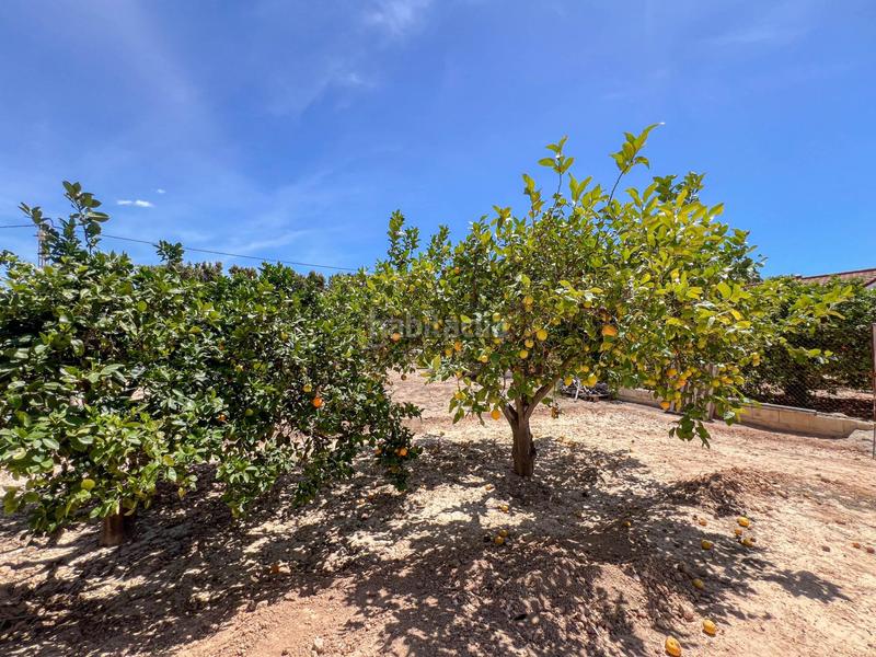 Foto d48816bf-d8ea-4d56-bcda-7eb063bcf851. Xalet amb calefacció aparcament piscina a El Altet Elche / Elx Foto d48816bf-d8ea-4d56-bcda-7eb063bcf851. Xalet amb calefacció aparcament piscina a El Altet Elche / Elx