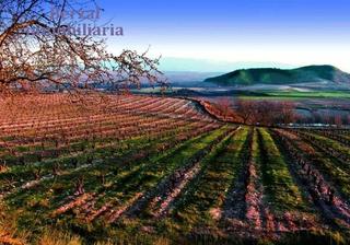 Finca rústica Carretera a-4205. Viñas en baños de ebro, rioja alavesa Finca rústica Carretera a-4205. Viñas en baños de ebro, rioja alavesa