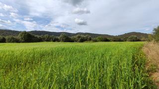 Finca rústica a Campanet. Terreno de 14.305 m2 en campanet con pozo y luz Finca rústica a Campanet. Terreno de 14.305 m2 en campanet con pozo y luz
