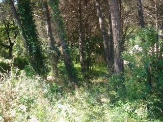 Terreny residencial a Riells i Viabrea. Parcela en riells i viabrea urb. junior park de 732m. Terreny residencial a Riells i Viabrea. Parcela en riells i viabrea urb. junior park de 732m.
