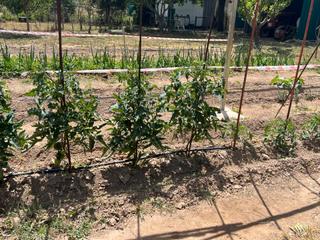 Finca rústica a Camino de monzalbarba 9193. Finca vallada-cerca del bus-en alfocea pueblo Finca rústica a Camino de monzalbarba 9193. Finca vallada-cerca del bus-en alfocea pueblo