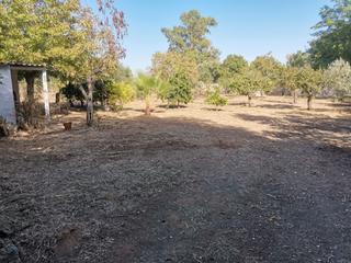 Finca rústica a Carretera entrerríos 5g. Terreno de regadio ideal para la construccion de su chalet Finca rústica a Carretera entrerríos 5g. Terreno de regadio ideal para la construccion de su chalet