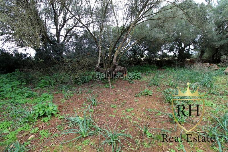 Foto 0c4af90a-636b-4fa0-8fbd-351465c95d5a. Residential plot in Felanitx poble Felanitx Foto 0c4af90a-636b-4fa0-8fbd-351465c95d5a. Residential plot in Felanitx poble Felanitx