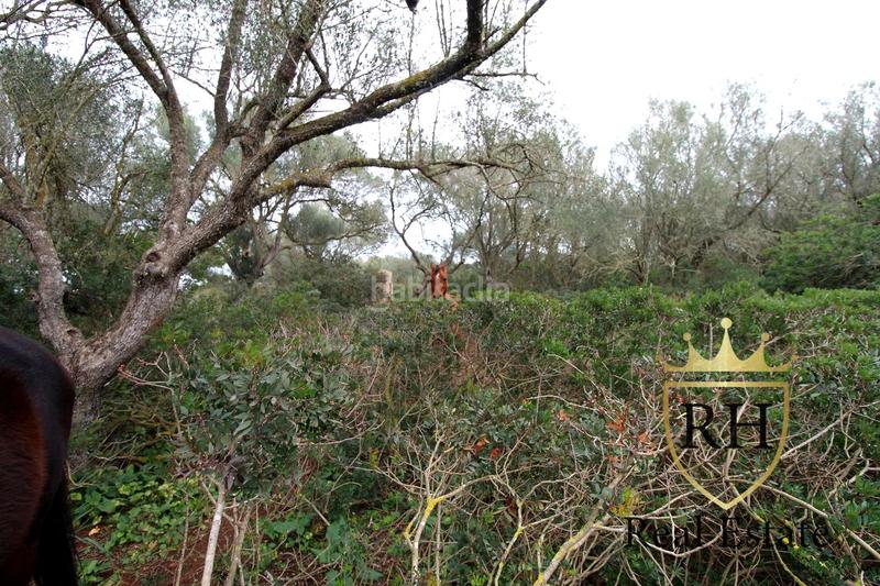 Foto 2bbd12ed-803d-45ce-895b-1d1316d6b45b. Residential plot in Felanitx poble Felanitx Foto 2bbd12ed-803d-45ce-895b-1d1316d6b45b. Residential plot in Felanitx poble Felanitx