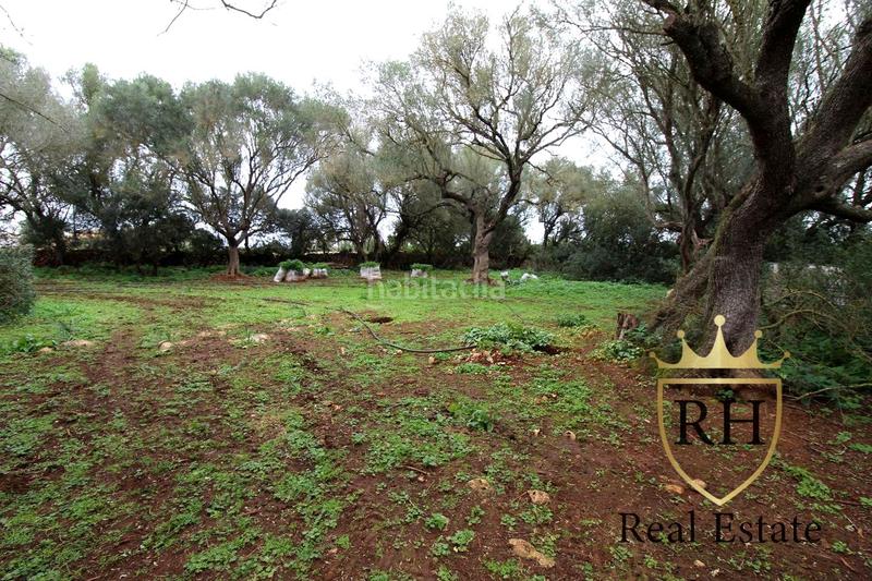 Foto 47991b1c-3357-40d6-b2ec-f6305fde18b1. Residential plot in Felanitx poble Felanitx Foto 47991b1c-3357-40d6-b2ec-f6305fde18b1. Residential plot in Felanitx poble Felanitx