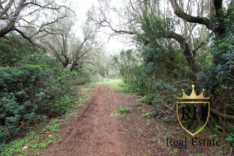 Foto 783fb7c6-30f0-442e-94ca-3c56518bff16. Residential plot in Felanitx poble Felanitx Foto 783fb7c6-30f0-442e-94ca-3c56518bff16. Residential plot in Felanitx poble Felanitx