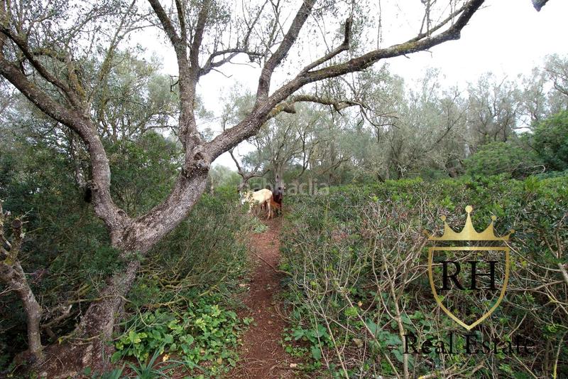 Foto 867ed6ef-42fb-41d2-a61e-5ce5a7eaa0d0. Residential plot in Felanitx poble Felanitx Foto 867ed6ef-42fb-41d2-a61e-5ce5a7eaa0d0. Residential plot in Felanitx poble Felanitx