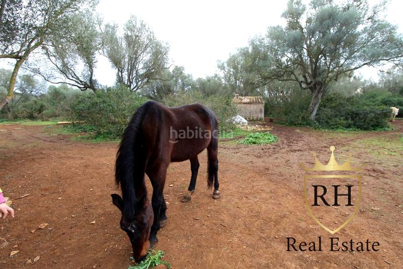 Foto dbb04176-cd64-4ceb-a249-f16105646769. Residential plot in Felanitx poble Felanitx Foto dbb04176-cd64-4ceb-a249-f16105646769. Residential plot in Felanitx poble Felanitx