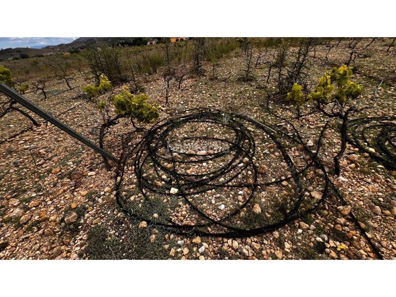 Foto 664c4990-1d31-4fcc-a288-8055ba7ab135. Finca rústica finca rustica en Caudete Foto 664c4990-1d31-4fcc-a288-8055ba7ab135. Finca rústica finca rustica en Caudete