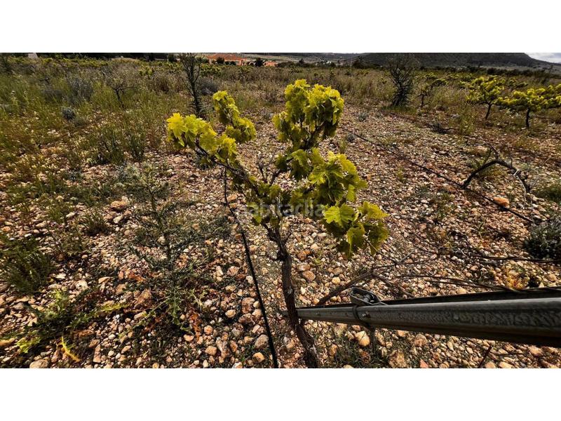 Foto 7f995de4-cd9e-4000-8f79-e37297f3ca3f. Finca rústica finca rustica en Caudete Foto 7f995de4-cd9e-4000-8f79-e37297f3ca3f. Finca rústica finca rustica en Caudete