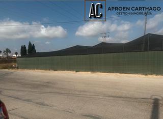 Rent Rural plot Avenida de los alcázares. Se alquila finca con casa y plantación de pitahayas – los alcáza Rent Rural plot Avenida de los alcázares. Se alquila finca con casa y plantación de pitahayas – los alcáza