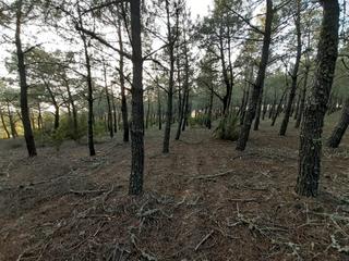 Finca rústica a Moreruela de Tábara. Terreno plantado de pinos Finca rústica a Moreruela de Tábara. Terreno plantado de pinos