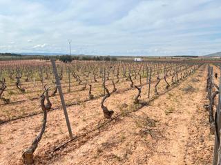 Finca rústica Carretera de valdepeñas. Venta de viña y olivos de regadio Finca rústica Carretera de valdepeñas. Venta de viña y olivos de regadio