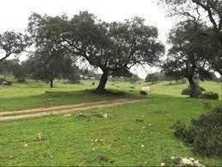 Finca rústica Tamames. Oportunidad finca rústica!!!!!. Finca rústica Tamames. Oportunidad finca rústica!!!!!.