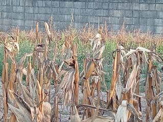 Terrain résidentiel à Nogueira de Ramuín Terrain résidentiel à Nogueira de Ramuín