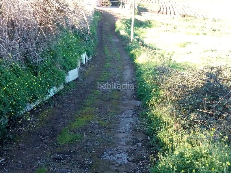 Foto 3973d6b5-2559-4db0-a123-ac22f2fee991. Finca rústica a camino los angostos 57 a Palo Blanco Realejos (Los) Foto 3973d6b5-2559-4db0-a123-ac22f2fee991. Finca rústica a camino los angostos 57 a Palo Blanco Realejos (Los)