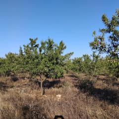 Finca rústica a Platja de Mont-roig. Preciosa finca de regadio con pozo y 500 almendros! Finca rústica a Platja de Mont-roig. Preciosa finca de regadio con pozo y 500 almendros!