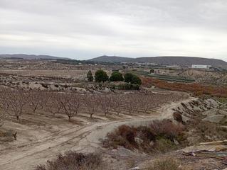 Finca rústica  Calle polígono. Finca rústica en cieza murcia con 520 melocotoneros, riego y alm Finca rústica  Calle polígono. Finca rústica en cieza murcia con 520 melocotoneros, riego y alm
