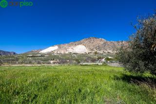 Finca rústica Polígono 7. Terreno rustico con olivos centenarios Finca rústica Polígono 7. Terreno rustico con olivos centenarios
