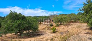 Finca rústica  Vial camino 174. Tierra de 2ha con agua de riego y caseta de herramientas  –  l’a Finca rústica  Vial camino 174. Tierra de 2ha con agua de riego y caseta de herramientas  –  l’a