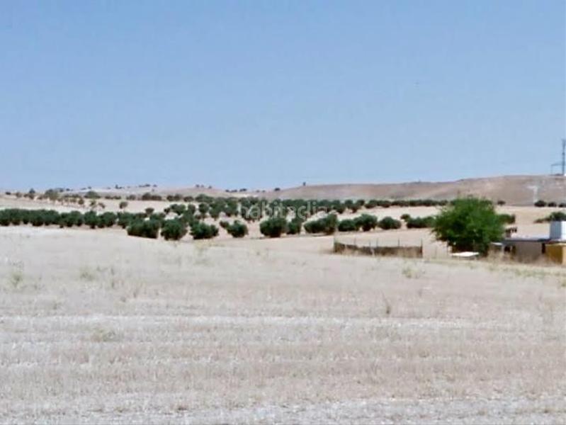 Foto fff11667-0245-4cd9-8e92-347d73267518. Finca rústica venta finca rústica en "el rastrero" , toledo. en Seseña Foto fff11667-0245-4cd9-8e92-347d73267518. Finca rústica venta finca rústica en "el rastrero" , toledo. en Seseña