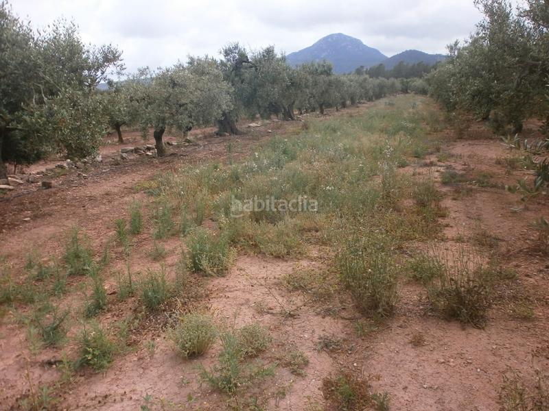 Foto b265407d-5242-48ce-b037-c30be6f2e009. Fondo rustico in Poble Mont-roig del Camp Foto b265407d-5242-48ce-b037-c30be6f2e009. Fondo rustico in Poble Mont-roig del Camp