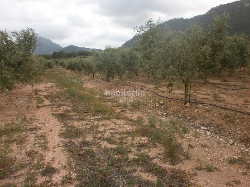 Foto 29747938-624c-4c86-bd31-c55751e21d71. Finca rústica en Poble Mont-roig del Camp Foto 29747938-624c-4c86-bd31-c55751e21d71. Finca rústica en Poble Mont-roig del Camp