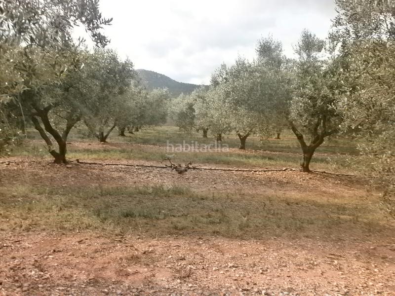 Foto 75bcc6bc-45ab-4d7e-acc4-f5c312e97998. Finca rústica en Poble Mont-roig del Camp Foto 75bcc6bc-45ab-4d7e-acc4-f5c312e97998. Finca rústica en Poble Mont-roig del Camp