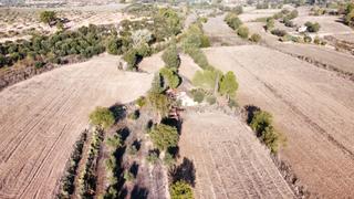 Rural plot in Arbeca. Finca rústica a arbeca amb cabana de volta, part de regadiu i pa Rural plot in Arbeca. Finca rústica a arbeca amb cabana de volta, part de regadiu i pa