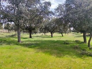 Mas à Maello. Se vende finca ganadera de 90 hectáreas provincia de ávila Mas à Maello. Se vende finca ganadera de 90 hectáreas provincia de ávila