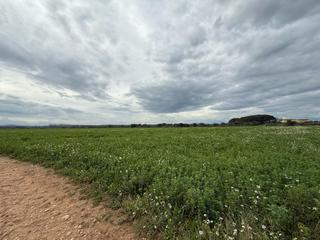 Finca rústica a N/a. Se vende amplio terreno rústico de secano de 25000 m en siurana Finca rústica a N/a. Se vende amplio terreno rústico de secano de 25000 m en siurana