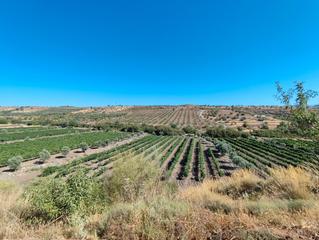 Finca rústica a Huéneja. Buena oportunidad se vende finca agricola en plena produccion Finca rústica a Huéneja. Buena oportunidad se vende finca agricola en plena produccion