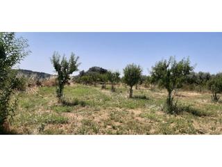 Finca rústica Parcela 351 coneller, santa maria de dulcis. Finca rustica con almendros y olivos Finca rústica Parcela 351 coneller, santa maria de dulcis. Finca rustica con almendros y olivos