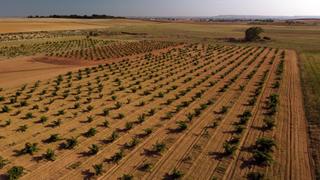 Terreny residencial a Moraleja del Vino. Sumérgete en la pasión vinícola adquiere tu propio viñedo en mor Terreny residencial a Moraleja del Vino. Sumérgete en la pasión vinícola adquiere tu propio viñedo en mor