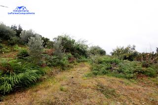 Propriété à Calle lomo machín alto 1. Id-557 terreno rustico en barlovento a pocos metros de todos lo Propriété à Calle lomo machín alto 1. Id-557 terreno rustico en barlovento a pocos metros de todos lo