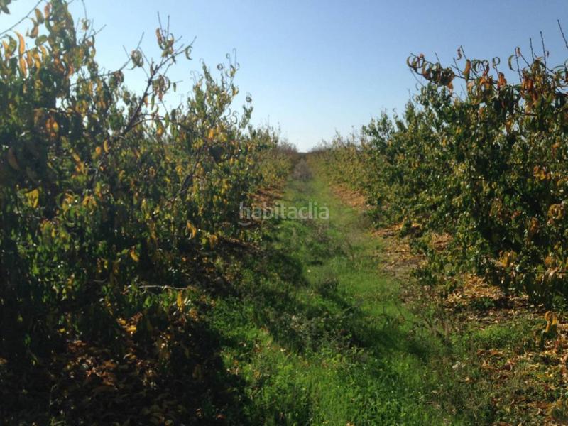 Foto 101e5187-80f7-499b-b175-59717c9e0946. Finca rústica finca en venta en Villar de Rena Foto 101e5187-80f7-499b-b175-59717c9e0946. Finca rústica finca en venta en Villar de Rena