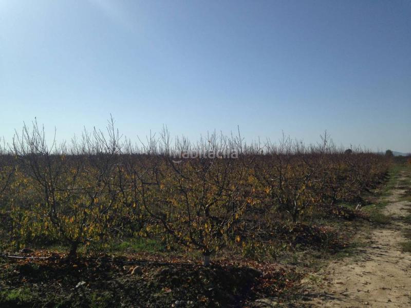 Foto 779f88e7-656e-4822-8b1d-26e9eef9adcf. Finca rústica finca en venta en Villar de Rena Foto 779f88e7-656e-4822-8b1d-26e9eef9adcf. Finca rústica finca en venta en Villar de Rena