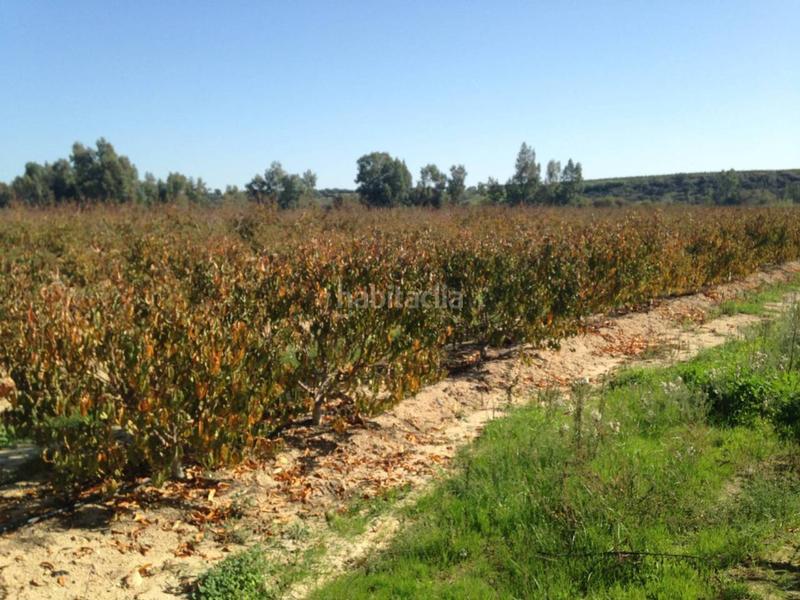 Foto 7d593a84-5e57-4e39-9c00-b20912a339af. Finca rústica finca en venta en Villar de Rena Foto 7d593a84-5e57-4e39-9c00-b20912a339af. Finca rústica finca en venta en Villar de Rena