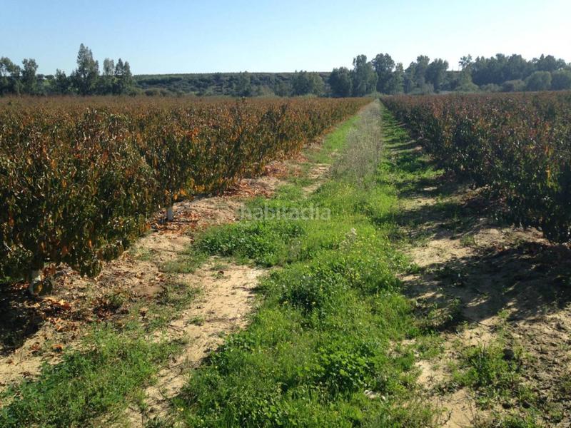 Foto bbb90ff1-5d2c-413c-8589-0dfd042651fc. Finca rústica finca en venta en Villar de Rena Foto bbb90ff1-5d2c-413c-8589-0dfd042651fc. Finca rústica finca en venta en Villar de Rena