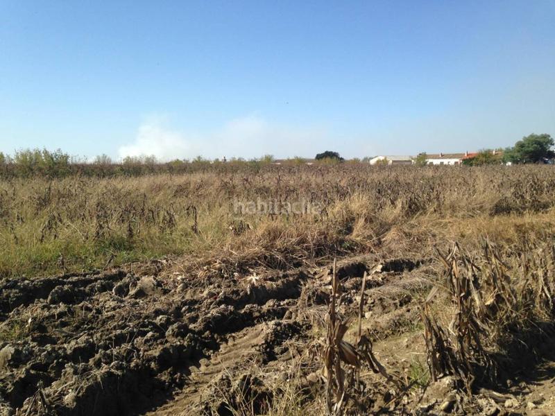 Foto d158f994-9713-40ac-89b0-c5057d958cc1. Finca rústica finca en venta en Villar de Rena Foto d158f994-9713-40ac-89b0-c5057d958cc1. Finca rústica finca en venta en Villar de Rena