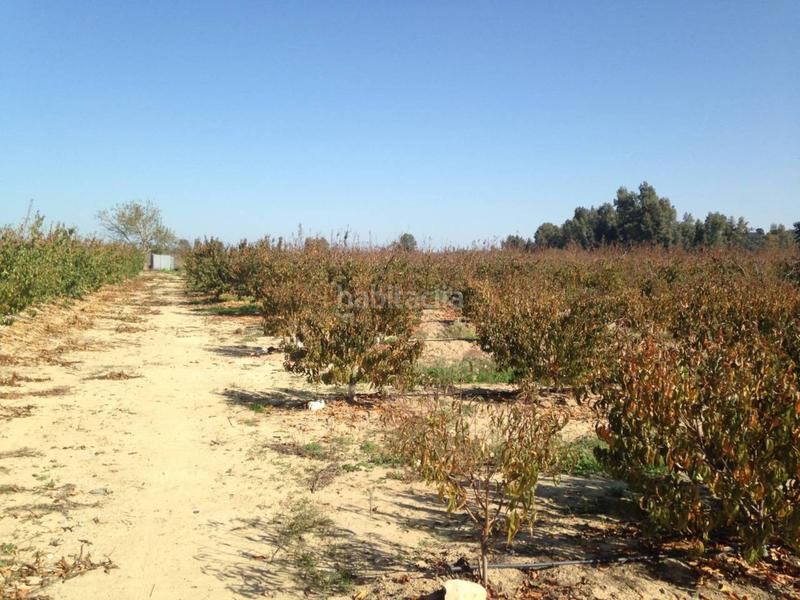 Foto d908b272-099d-4582-b6a6-a01a51cc0430. Finca rústica finca en venta en Villar de Rena Foto d908b272-099d-4582-b6a6-a01a51cc0430. Finca rústica finca en venta en Villar de Rena