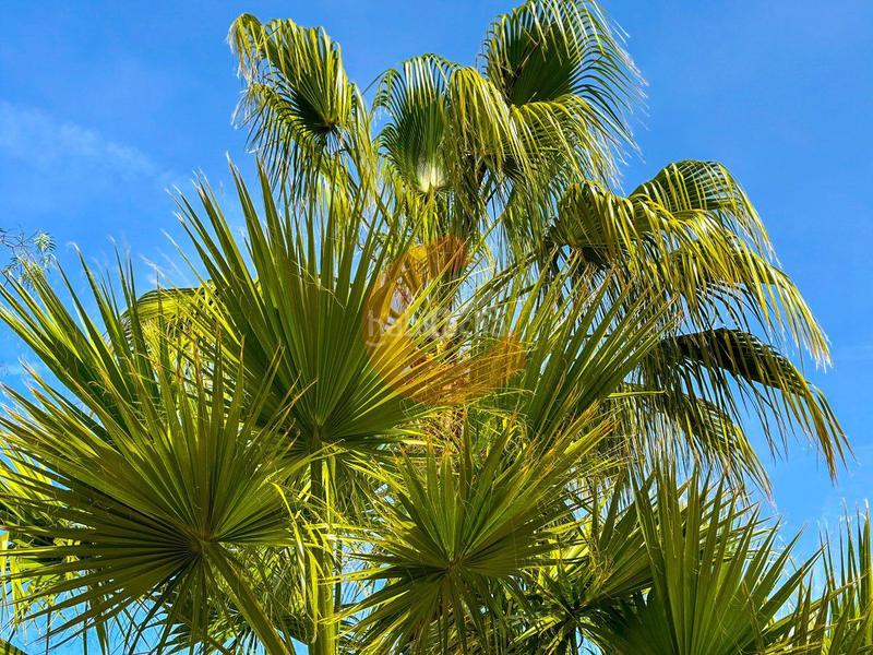 Foto b3e9d685-8dbc-4816-a351-e4fea8b4f41a. Casa amb calefacció aparcament piscina a Coma-ruga platja Coma-ruga Foto b3e9d685-8dbc-4816-a351-e4fea8b4f41a. Casa amb calefacció aparcament piscina a Coma-ruga platja Coma-ruga