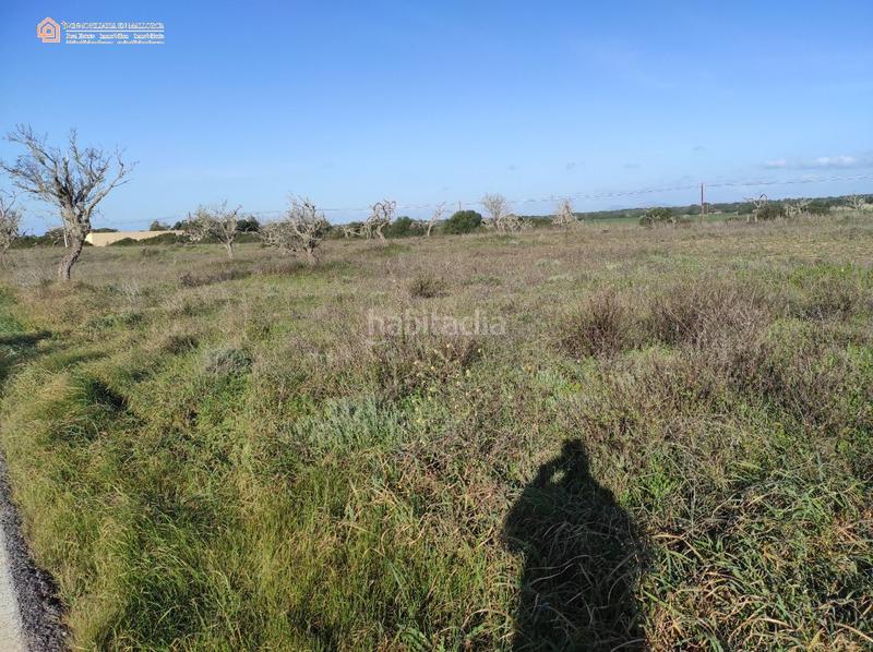 Foto 63b9eb9c-4e63-4115-9cf6-1f0c66e89154. Terreny residencial a carretera rafal llinas a Ses Salines poble Ses Salines Foto 63b9eb9c-4e63-4115-9cf6-1f0c66e89154. Terreny residencial a carretera rafal llinas a Ses Salines poble Ses Salines
