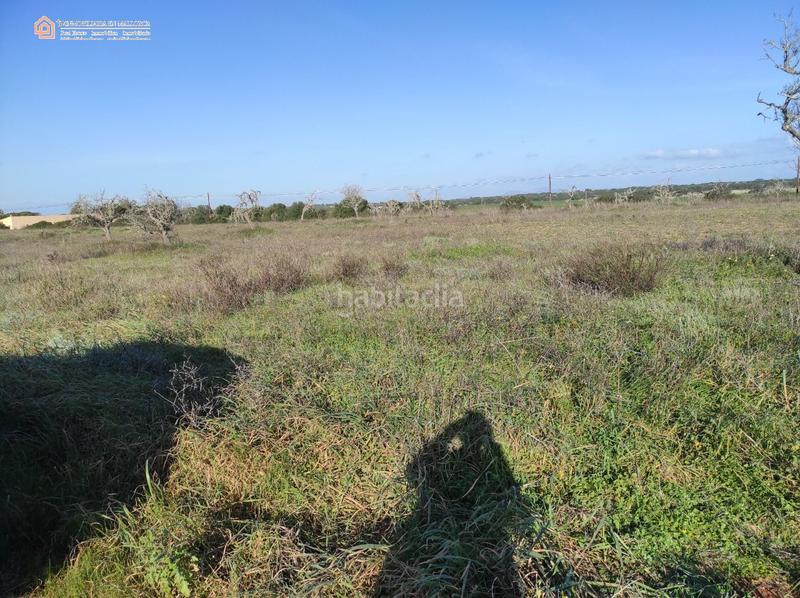 Foto 8f130aac-8a80-457a-8081-2cd7a9d59c9a. Terreny residencial a carretera rafal llinas a Ses Salines poble Ses Salines Foto 8f130aac-8a80-457a-8081-2cd7a9d59c9a. Terreny residencial a carretera rafal llinas a Ses Salines poble Ses Salines